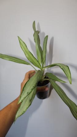 Sadnice - sobne biljke: Aglaonema White Lance 